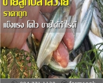 ขายส่งลูกปลาสวาย ราคาถูก จัดส่งด่วนทั่วประเทศ (โดย มือเปื้อนดิน)