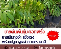 ขายต้นพันธุ์มะกอกฝรั่ง ปลีก-ส่ง ราคาถูก จัดส่งทั่วประเทศ (โดย มือเปื้อนดิน)
