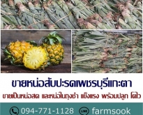 ขายหน่อสับปะรดเพชรบุรีแกะตา ปลีก-ส่ง ราคาถูกจัดส่งทั่วประเทศ (โดย มือเปื้อน