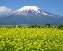 ทัวร์ญี่ปุ่น YOI TABI WORLD HERITAGE & SAKURA FLOWERS PARK 6 วัน 4 คืน (JL)