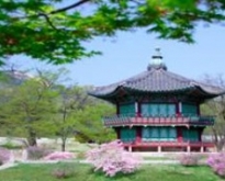 ทัวร์เกาหลี Deluxe April Snow Festival & Cherry Blossom 5 วัน 3 คืน (TG)