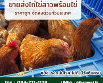 ขายส่งไก่ไข่สาวพร้อมไข่ ราคาถูก จัดส่งด่วนทั่วประเทศ