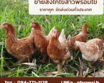 ขายส่งไก่ไข่สาวพร้อมไข่ ราคาถูก จัดส่งด่วนทั่วประเทศ
