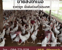 ขายส่งไก่เนื้อ ราคาถูก จัดส่งด่วนทั่วประเทศ