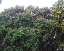 ขายที่ดิน เมืองปราจีนบุรี เป็นสวนผสม สวนผลไม้ บนพื้นที่ 3 ไร่ 1 งาน 86 ตร.ว