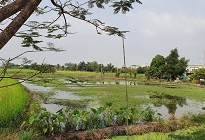 ขายที่ดินเดิม ขุดเป็นล่องสวน ปลูกต้นไม้ล้อมรอบด้วยน้ำ 2 ไร่ จ.นนทบุรี